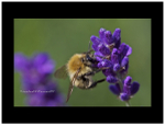 Honey Bee...