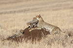 Cheetah & Three Cubs