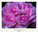 Rosa damascena 'Ispahan' 1