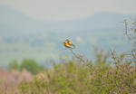 European Bee-eaters
