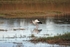 White Stork