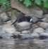 North American Mink with Rainbow Trout on the River Usk near Brecon.