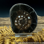 Cut & Polished Whitby Ammonite 048