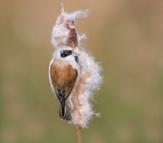 Male Penduline Tit