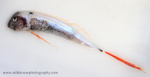 IDD017: Oarfish
