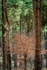 sapling beech