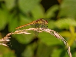 Ruddy Darter
