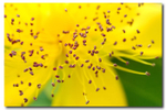 Pollen On Yellow