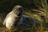 Weaned Grey Seal Pup