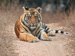 Tiger cub stares ahead, Bandhavgarh National Park, India