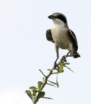 Southern Grey Shrike