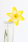 YELLOW DAFF  #1 - KATHY'S GARDEN