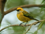 Silver-throated Tanager near feeder, Buena Vista, Costa Rica