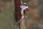 Male Penduline Tit