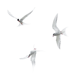 Arctic Terns