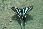 Zebra Swallowtail