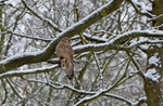 Kestrel