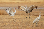 Sandhill Cranes jumping, Bosque del Apache, New Mexico