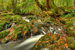 Tollymore Forest Park