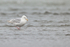 Glaucous-winged Gull (adult), Silver Salmon Creek, Alaska