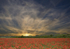 Swanley Poppy Fields
