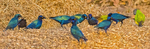 Purple Glossy Starlings