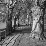 2264 - Fence Trees - No 1