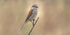 Female Red Backed Shrike.