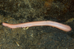 Oestergrenia digitata