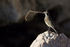 Cape Wagtail with nest material, Betty's Bay, South Africa
