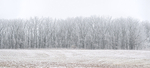 ICE FIELD - NORFOLK COUNTY