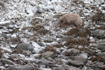 Arctic Fox on rocky shore, Hornstrandir, Iceland