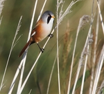 Male Bearded Tit