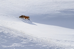 Red Fox shadow on snow, Yellowstone National Park