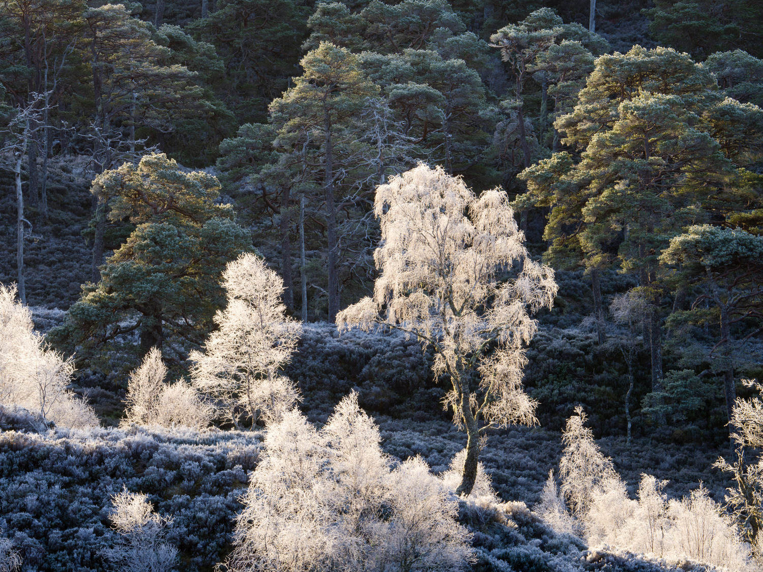 A birch tree that always catches my attention, and no two days are the same.