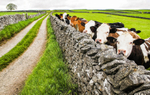 Peeping Cows