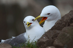 Kittiwakes