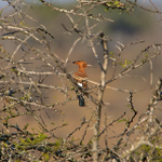 African Hoopoe perched in a tree