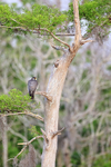 Peregrine Falcon perched in tree, Blue Cypress Lake, Florida