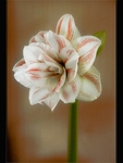 AMARYLLIS by Sylvia Adams