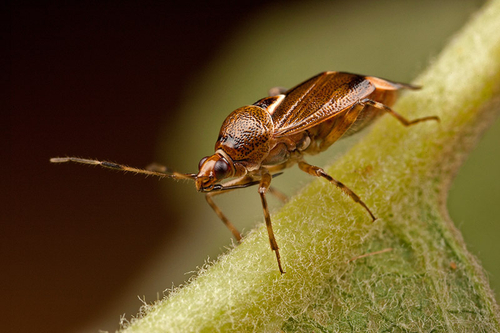 Warwickshire, July 2012 - on an apple leaf. Identification kindly proposed by an iSpot user.