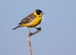 Black Headed Bunting