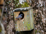 Common Redstart