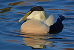Eider
