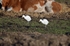 Cattle Egrets