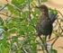 Juv Blackbird