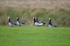 Barnacle Geese
