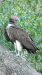 The Lappet Faced Vulture