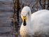 Whooper Swan