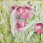 Three Roses